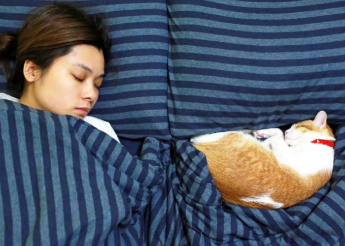 Masih Jarang Diketahui! Berikut 4 Resiko Tidur Bersama Kucing yang Perlu Diketahui Catlover