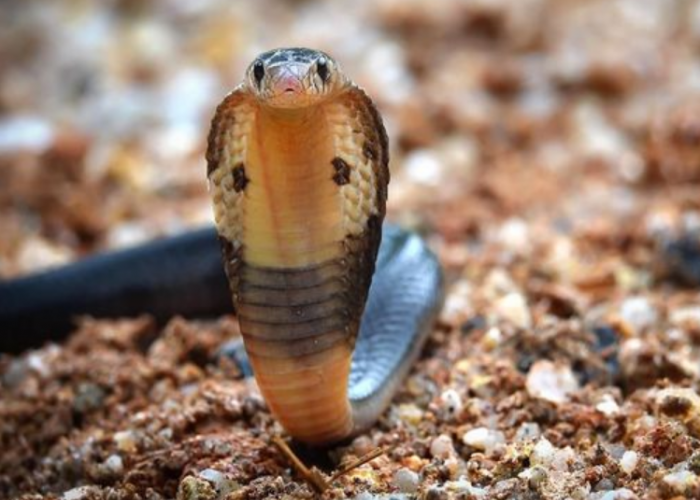 Berikut 5 Jenis Ular Kobra yang Punya Bisa Mematikan, Hati-Hati! Dua Diantaranya Ada di Indonesia