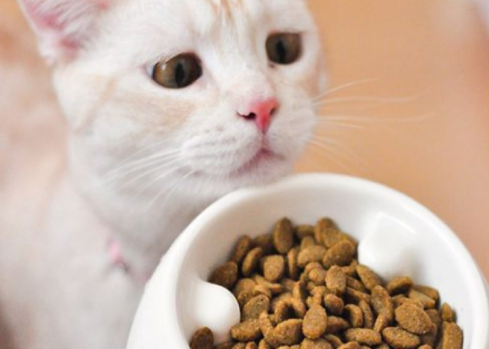 Kucing Anda Susah Makan? Ikuti 8 Tips Berikut Ini Agar Kucing Mendadak Nafsu Makan