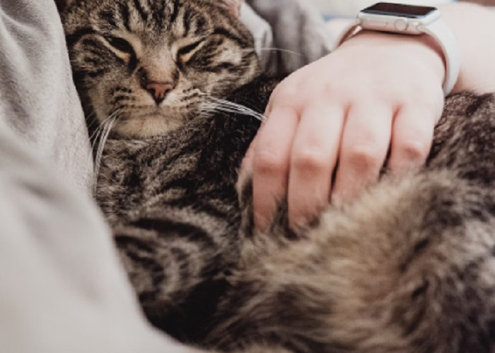 Inilah 6 Cara Agar Kucing Mengenali Majikannya, Para Catlovers Wajib Coba!