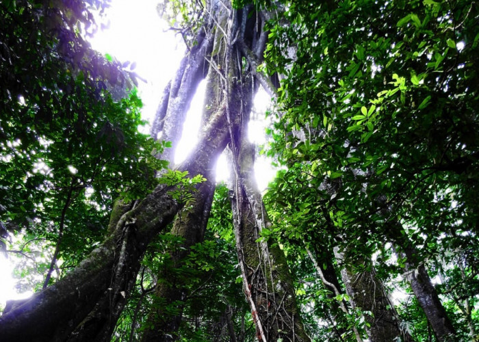 Hutan Larangan di Gunung Ciremai, Mistis dan Disakralkan, Letaknya Tak Jauh dari 2 Objek Wisata Terkenal