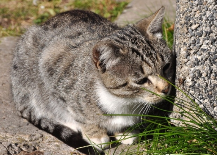 Berikut 7 Jenis Aroma yang Sangat Dibenci Kucing Liar, Cocok Untuk Mengusir Kucing yang Bandel!
