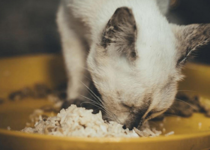 Cara Membuat Makanan Kucing dari Nasi, Hemat dan Praktis!