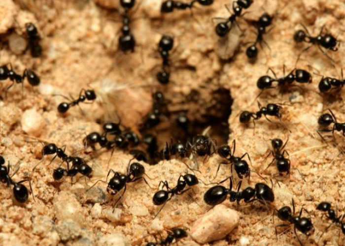 Jangan Sampai Membesar! Ini Dia 5 Cara Mencari Sarang Semut di Dalam Rumah