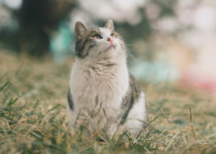 Cara Mengusir Kucing Kampung agar Tidak Berak Sembarangan, Ampuh Bisa Dicoba