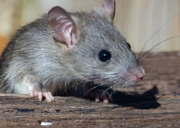 5 Cara Mengusir Tikus Secara Alami dari Rumah, yang Aman dan Ramah Lingkungan