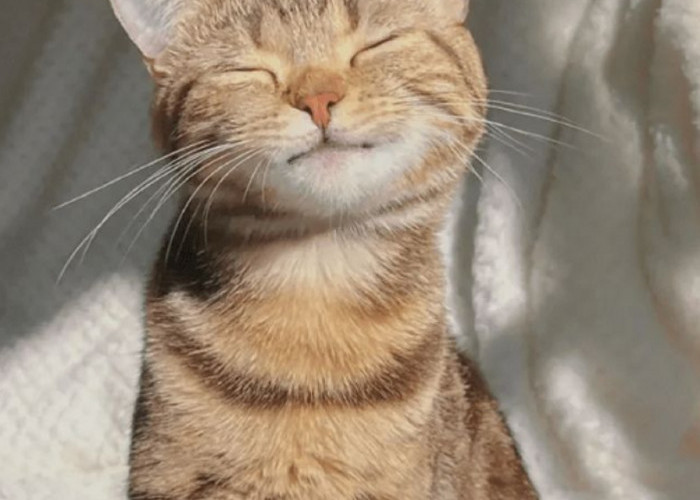 Ternyata Kucing Bisa Bahagia Lho! Yuk Kenali 6 Ciri Kucing Bahagia, Apakah Kucingmu Sudah Bahagia?