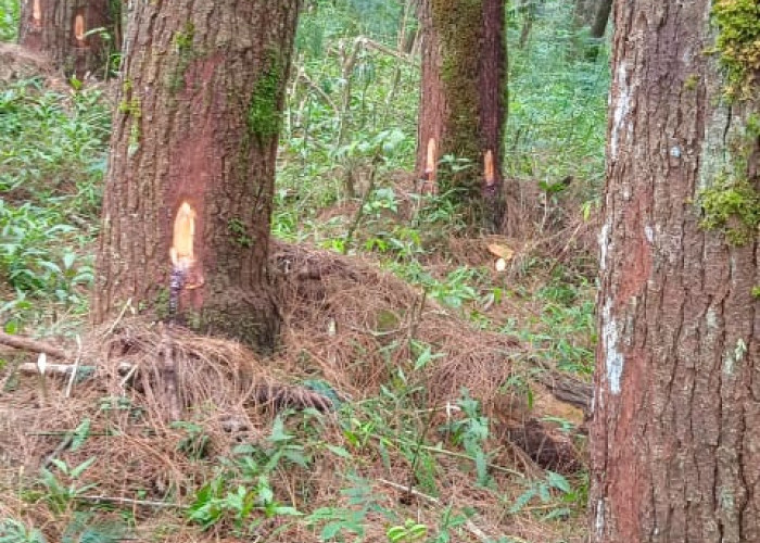 Sebut Penyadapan Getah Pinus Ilegal, Petugas TNGC Sita Ratusan Batok Sadapan