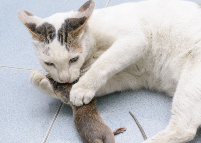 Hewan Pengerat Takut Masuk ke Rumah karena Pelihara 7 Ras Kucing yang Aktif Berburu Tikus Ini