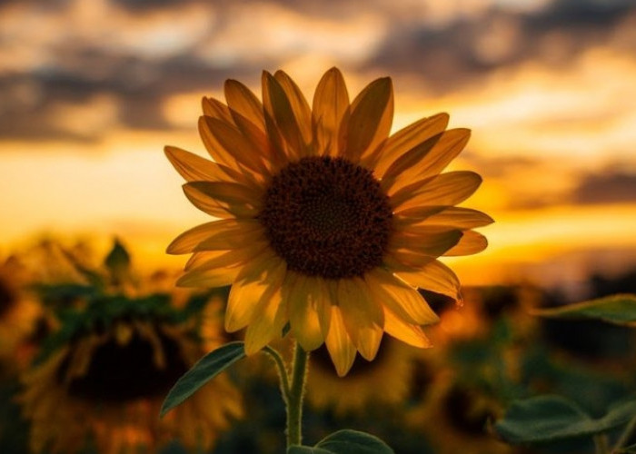 6 Keunikan Bunga Matahari; Simbol Semangat dan Keindahan yang Menakjubkan! 