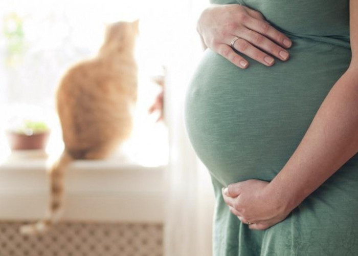 Hati-Hati! Virus dari Kucing Ini Memiliki Risiko Berbahaya untuk Ibu Hamil