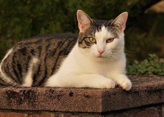 Bagaimana Caranya Kucing Liar Beradaptasi Menjadi Peliharaan yang Manis? Inilah Rekomendasinya!