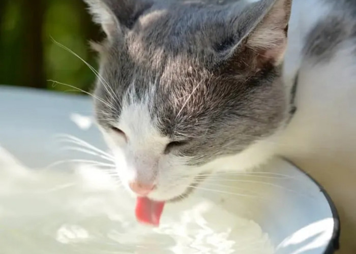 Hati-hati! Berikut adalah 3 Ciri Kucing Dehidrasi, yang Bahaya Jika Diabaikan