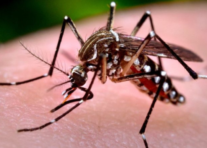 4 Cara Mengusir Nyamuk dengan Obat Nyamuk Alami yang Aman dan Mudah Dibuat