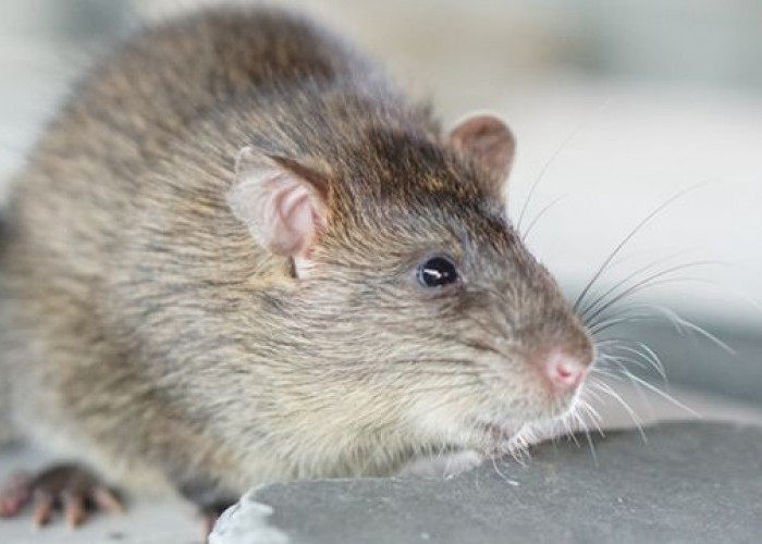 Jangan Biarkan Tikus Semakin Banyak! Berikut 7 Tanda-Tanda Keberadaan Tikus di Rumah, Ketahui Yu..