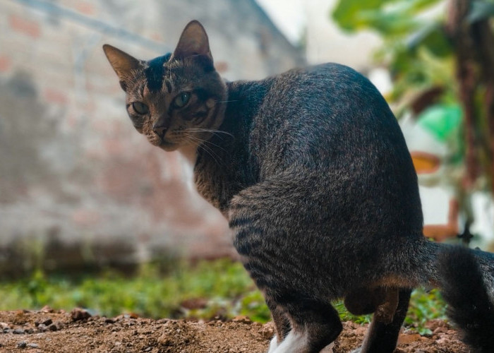 Alasan Kucing Suka Berak di Tempat Sembarangan, Ini Cara untuk Mencegahnya