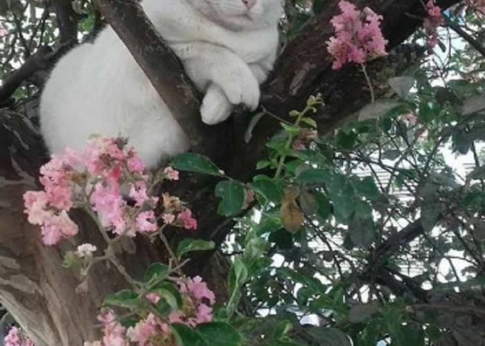 Kenapa Kucing Suka Bertengger Di Atas Pohon? Yuk Kenali 5 Kebiasaan Kucing Yang Suka Bertengger Di Atas Pohon