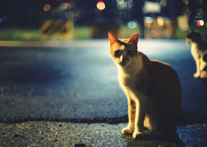 Ternyata Ini 5 Pertanda Kucing Mengeong di Malam Hari, Kucing Termasuk Hewan Nokturnal, Lho!