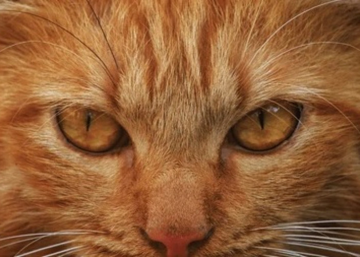 Kucing Agresif Apakah Tanda Tidak Menyukai Kita? Ketahui 3 Tanda Ini!