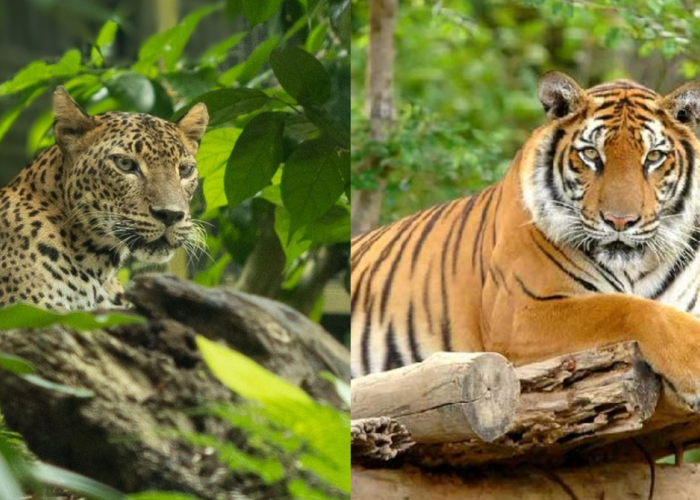 Sekilas Mirip, Ternyata Begini 5 Perbedaan Harimau Jawa dan Macan Tutul Jawa yang Jarang Diketahui