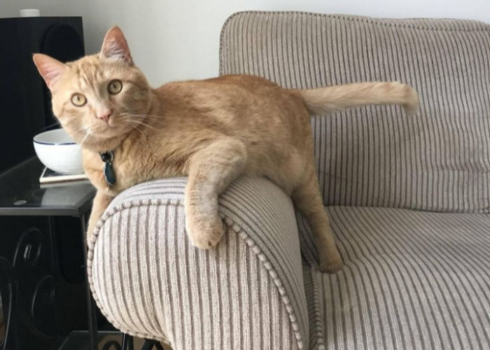 Kenapa Kucing Mencakar Sofa? Ternyata ini 4 Alasannya!