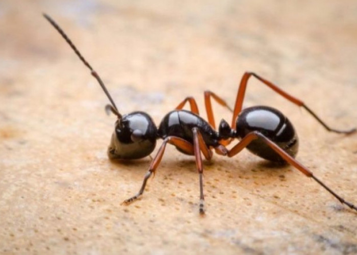 Tetap Waspada dan Jangan Diremehkan! Inilah 2 Bahaya Semut di Rumah serta 3 Cara Mengatasinya 