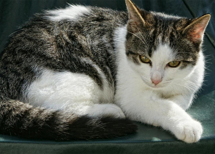 5 Cara Memelihara Kucing Kampung agar Memiliki Sifat Penurut dan Pastikan Kenyamanan Kucing menjadi Nomor 1