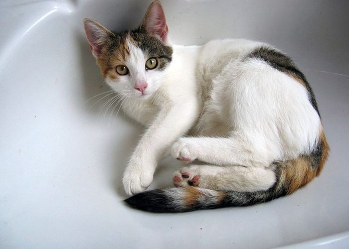 Unik! Ternyata Ini 5 Alasan Kenapa Kucing Mengikuti Kita Ke Kamar Mandi, Pemilik Kucing Wajib Tahu!