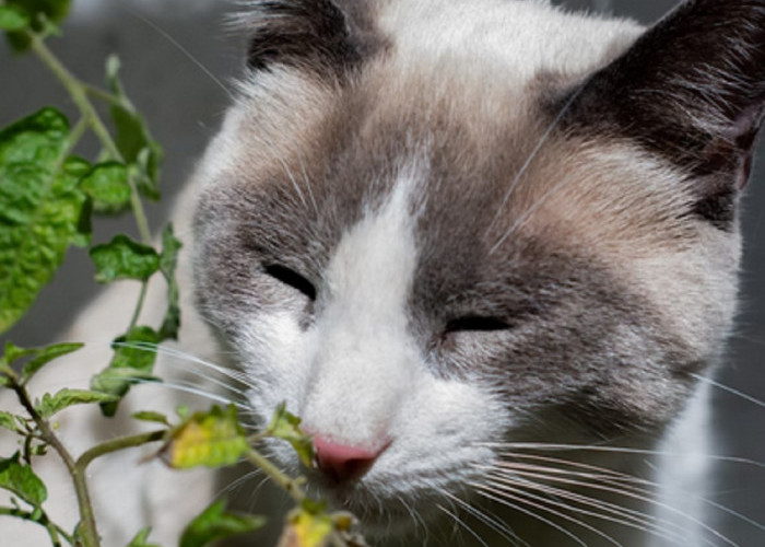 Kenali 5 Bau Tanaman Yang Tidak Disukai Kucing Liar, Cocok Untuk Mengusir Kucing Liar Yang Sering Berak