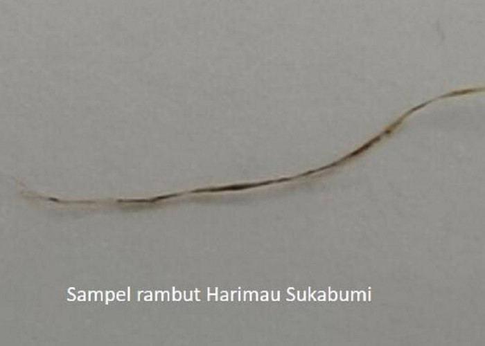 Heboh Di Temukan Sampel Rambut Harimau Jawa Di Sukabumi, Ini Kata Peneliti