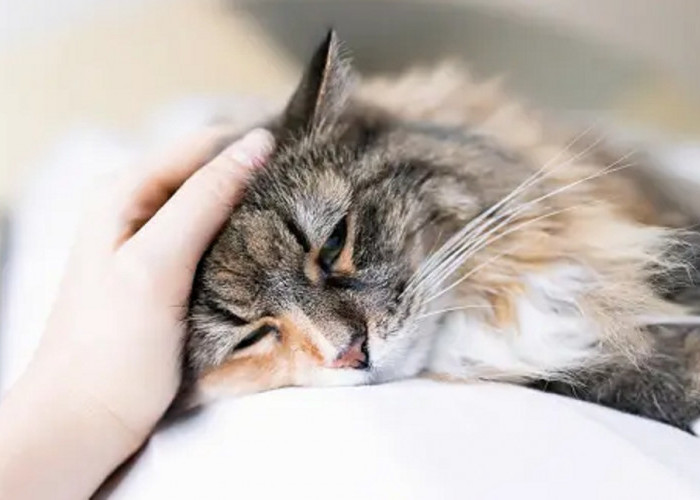 Kenali 4 Penyebab Kucing Menjadi Depresi, Apakah Kucingmu Termasuk? Yuk Simak