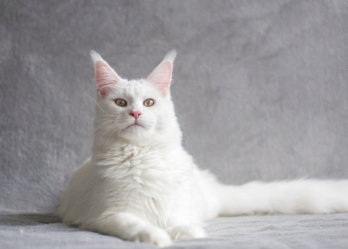 Terkenal Galak dan Sulit Dijinakkan, Berikut 5 Ras Kucing Peliharaan Yang Sulit Untuk Dijinakkan 