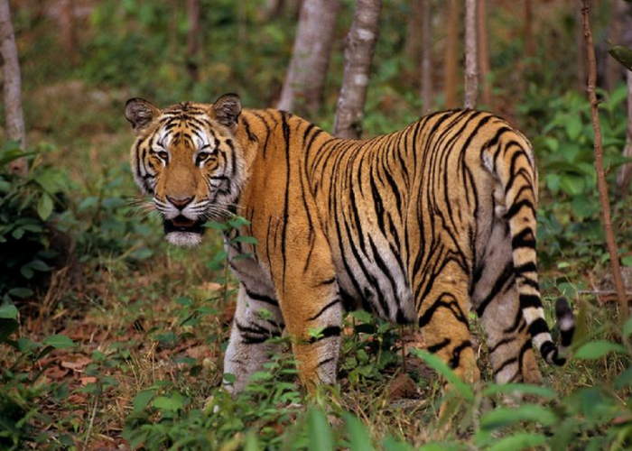 Dinyatakan Punah! Ternyata Begini Beberapa Fakta Menarik Harimau Jawa yang Belum Diketahui