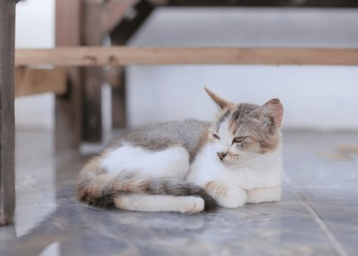 Pantas Sering Datang Ke Rumah, Ternyata Ini 5 Alasan Kenapa Kucing Betah Di Rumah Kita