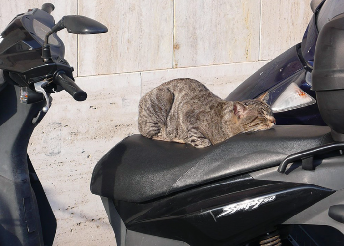 5 Cara Mengatasi Kucing Suka Mencakar Jok Motor, Anabul Jadi Tidak Merusak Barang Lagi