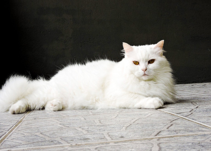 Kenali 5 Tanda Kucing Suka Dengan Pemiliknya, Apakah Kucing Peliharaan memiliki Ikatan Emosional dengan Anda?