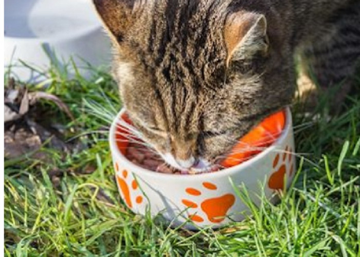 5 Rekomendasi Makanan Kucing Kampung Agar Bulu Tidak Rontok dan Cepat Tumbuh