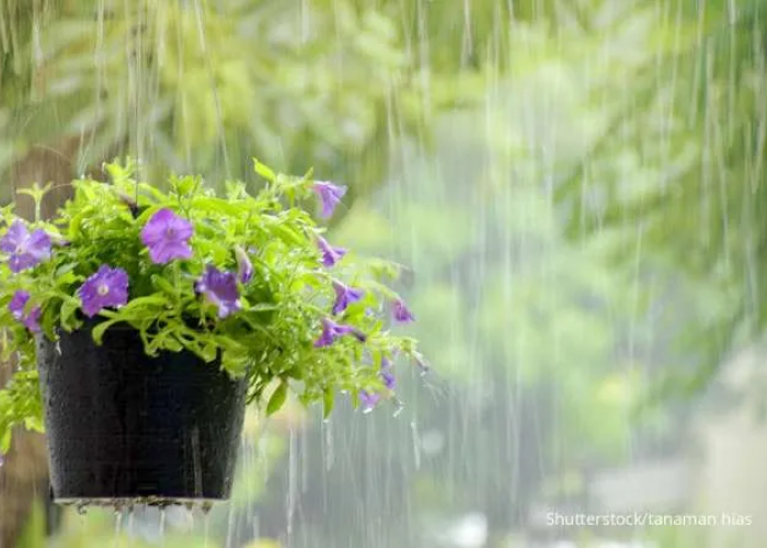 5 Tips Merawat Tanaman Di Musim Hujan, Agar Tanaman Tetap Sehat dan Tidak Mati