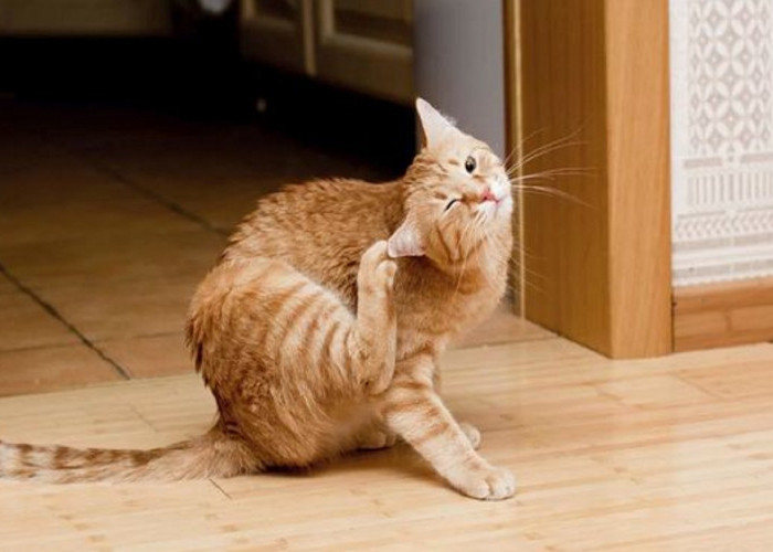 Ini Dia 5 Cara Mengatasi Kutu Pada Kucing Yang Mudah Di Lakukan, Pemilik Kucing Wajib Baca