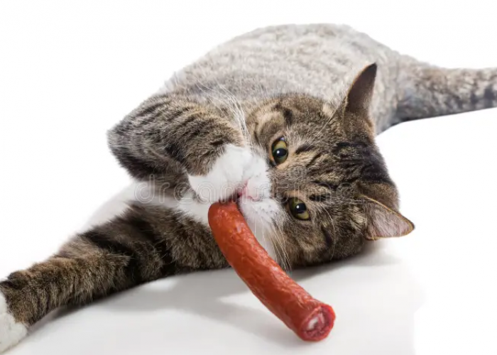Wajib Baca Sebelum Memberi Makan! Apa Kucing Boleh Makan Sosis?