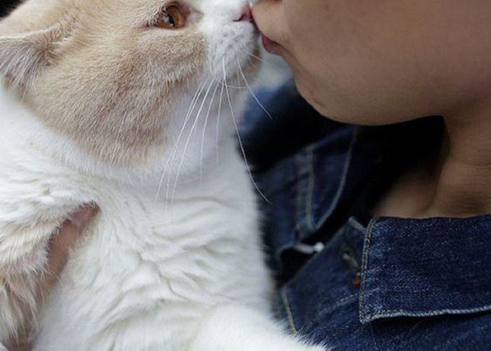 Kenapa Kucing Suka Mencium Aroma Tubuhmu? Yuk Kenali 5 Hal Yang Membuat Kucing Nyaman Berada di Dekat Kita
