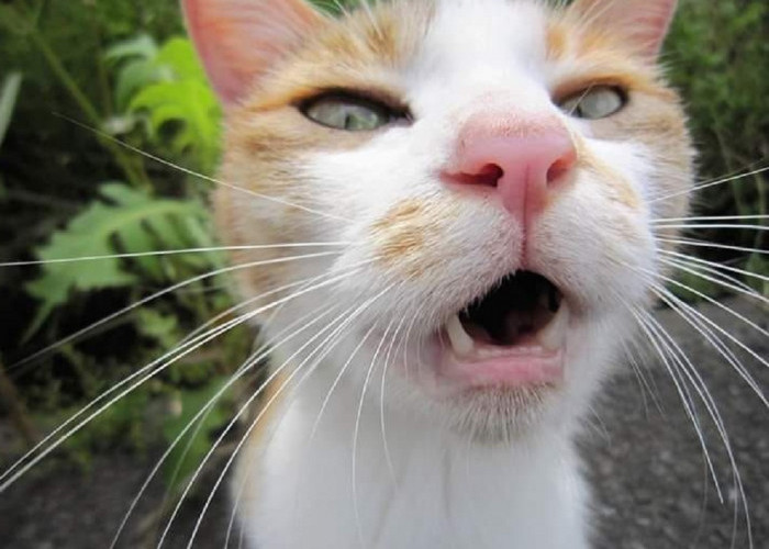 Jangan di Kasari! Ini Dia 7 Cara Mengusir Kucing Liar Yang Berak Sembarangan Secara Alami Tanpa Menyakitinya