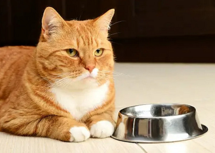 Yuk Peka! Ini Dia 6 Ciri-Ciri Kucing Lapar Yang Perlu di Ketahui Pemilik, Jangan Sampai Telat di Beri Makan!
