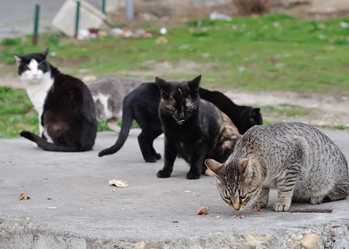 3 Cara Mengatasi Kucing Kampung Sering Masuk Rumah, Dapat Dicoba!