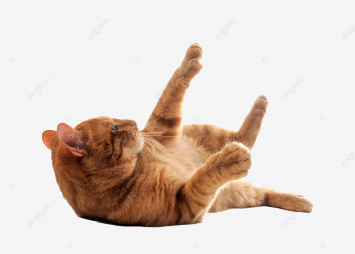 Kenapa Kucing Suka Berguling di Lantai? Ternyata Karena 5 Hal Ini! Kebiasaan Unik yang Penuh Arti