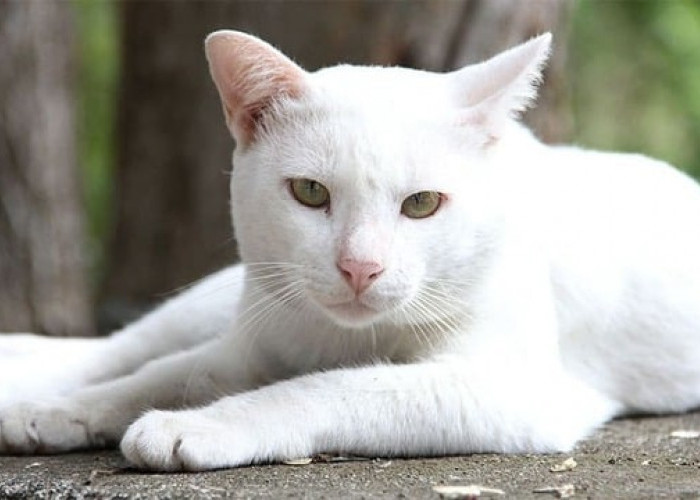 Sering Diremehkan, Inilah 5 Warna Kucing Kampung yang Cocok Dijadikan Hewan Peliharaan, Tak Kalah Menarik Lho!