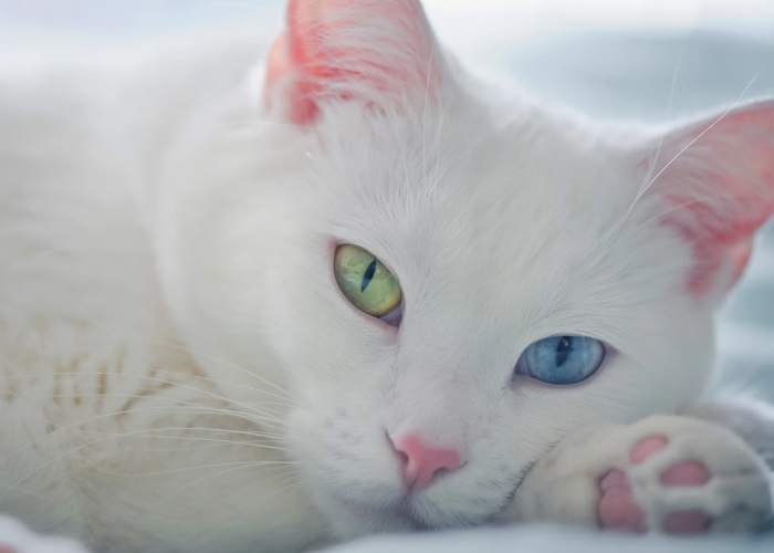Harganya Mahal, Inilah 5 Fakta Unik Kucing Mata Beda Warna atau Kucing Odd eye