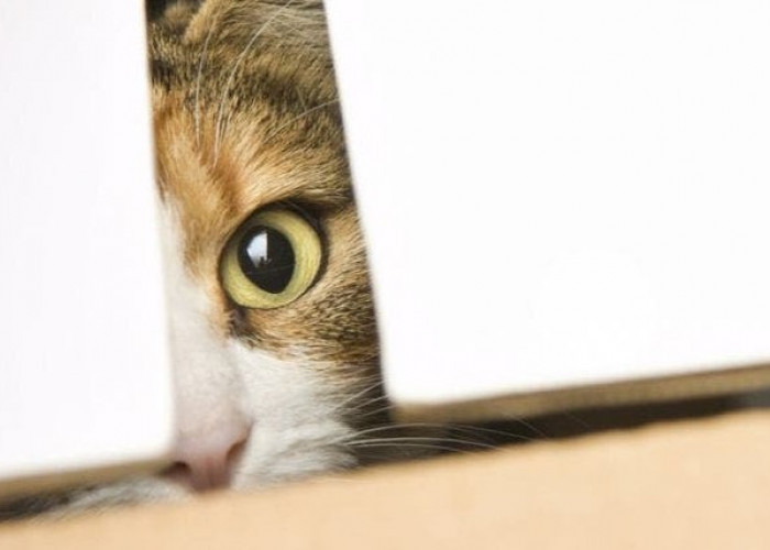 3 Alasan Kucing Menghindari Pemiliknya, Ternyata Bukan Karena Benci?