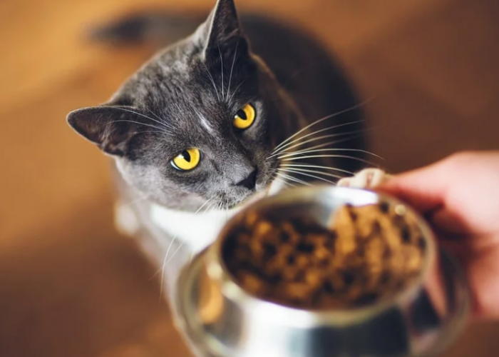 Ini Porsi Makanan Kering Untuk Kucing yang Tepat, Agar Kucing Tidak Meminta Makan Terus-menerus!