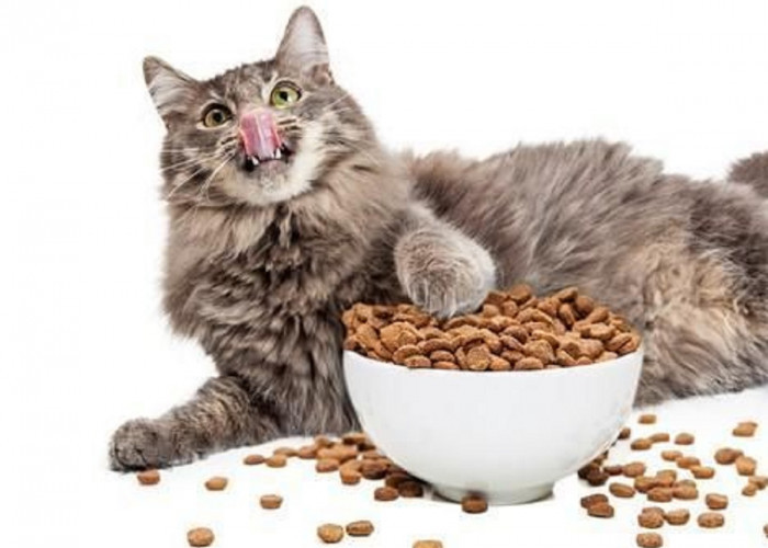5 Cara Membuat Makanan Kucing Sendiri di Rumah, Tanpa Perlu Biaya Banyak!